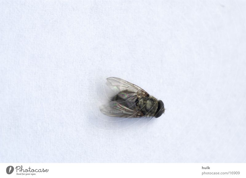 tote Fliege Insekt Verkehr Tod