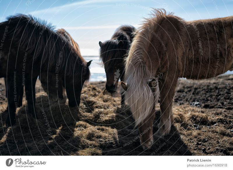 Pferde in Island schön Leben Ferien & Urlaub & Reisen Insel Umwelt Natur Landschaft Tier Urelemente Erde Himmel Wetter Schönes Wetter Gras Wiese Nutztier 3