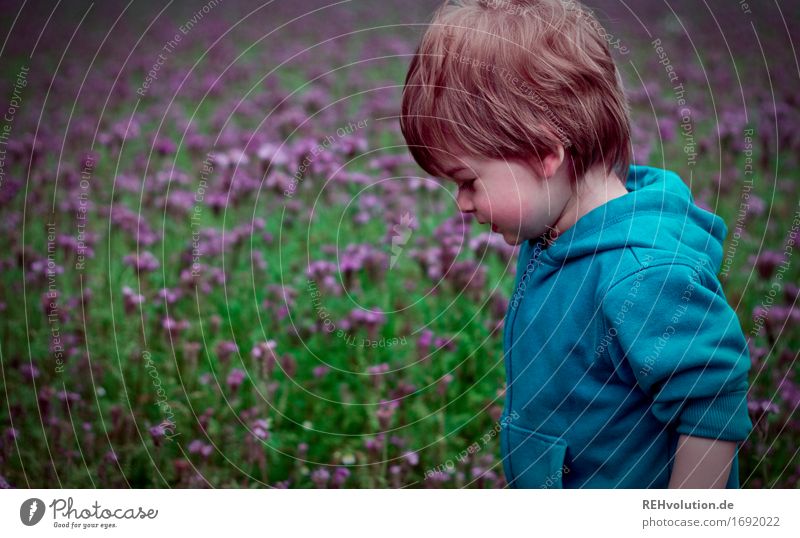 Kleinkind vor einem Blumenfeld Mensch Kind Junge Kindheit 1 1-3 Jahre Umwelt Natur Landschaft Blüte Feld Pullover Bewegung gehen klein natürlich grün violett