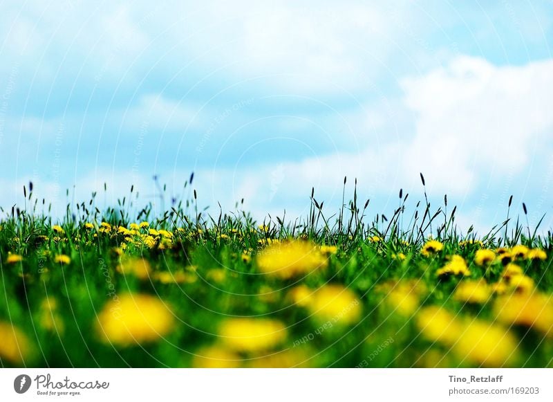 Sommerwiese2 Farbfoto Außenaufnahme Tag Sonnenlicht Froschperspektive Umwelt Natur Landschaft Himmel Wolken Frühling Schönes Wetter Pflanze Gras Grünpflanze