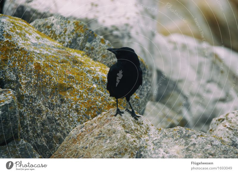 Tiere in Amerika [2] Rabenvögel Krähe Vogel USA Nationalpark fliegen Freiheit schwarz steinig Felsen warten sitzen Schnabel Feder Flügel Blick Einsamkeit