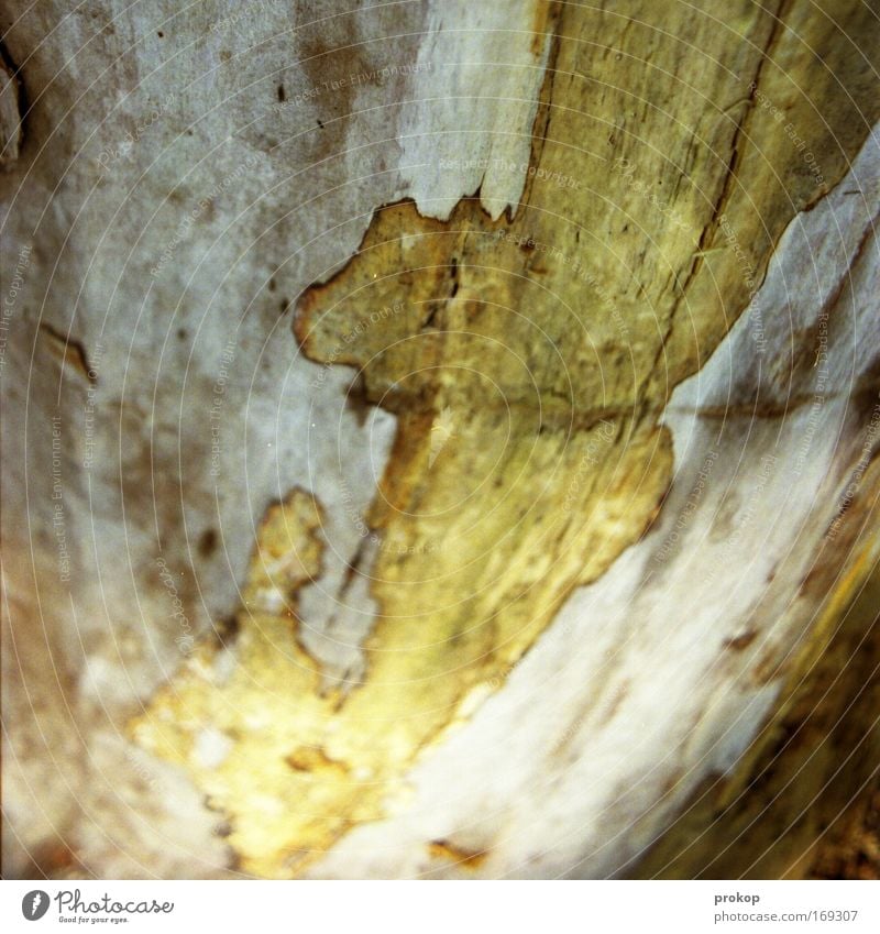 Prestigeobjekt Farbfoto Außenaufnahme Natur Pflanze Baum entdecken Baumrinde Landkarte Strukturen & Formen Holz Maserung Tag