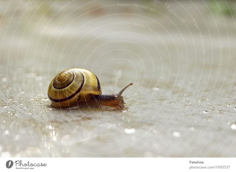 Schneckenwanderung Umwelt Natur Tier Urelemente Erde Wasser Wassertropfen Sommer Regen 1 klein nah nass natürlich braun gelb Schneckenhaus Fühler krabbeln