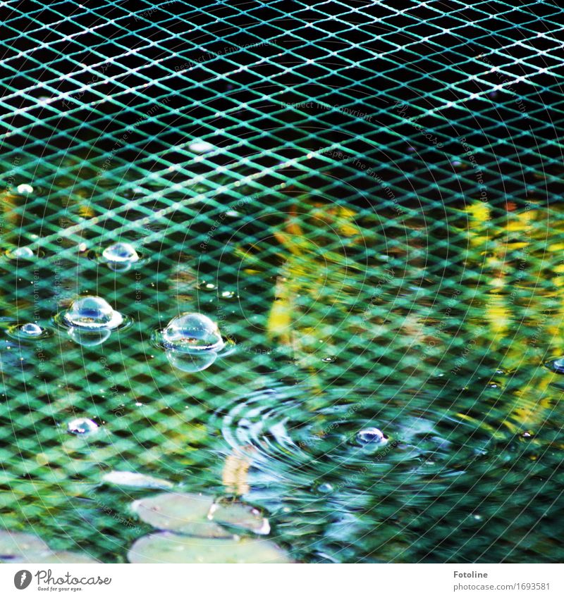 Hinter Gittern Umwelt Natur Urelemente Wasser Sommer Pflanze Blatt Teich kalt nah nass natürlich grün Maschendraht Maschendrahtzaun Netz Linie Luftblase Blase
