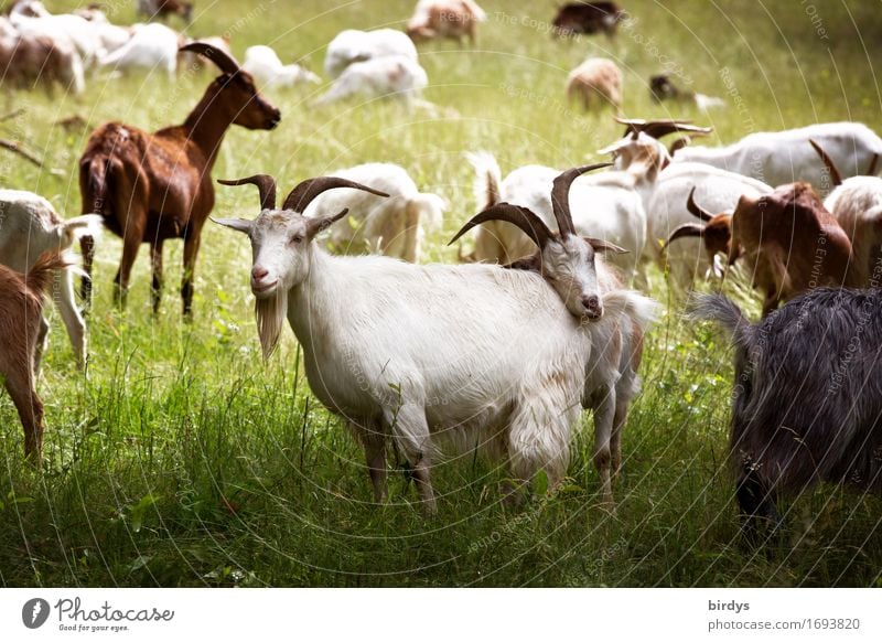 Herdentrieb Landwirtschaft Forstwirtschaft Natur Landschaft Sommer Wiese Nutztier Ziegen Ziegenherde berühren ästhetisch authentisch frei Gesundheit