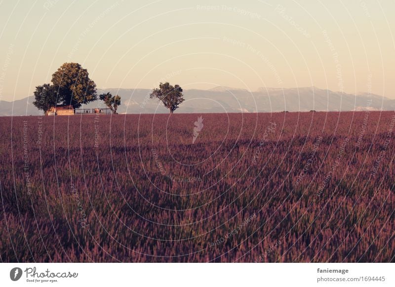 Plateau de Valensole Natur Landschaft heiß Lavendelfeld Querformat violett Abenddämmerung Provence Blühend Duft Sommertraum sommerlich Südfrankreich Feld Baum