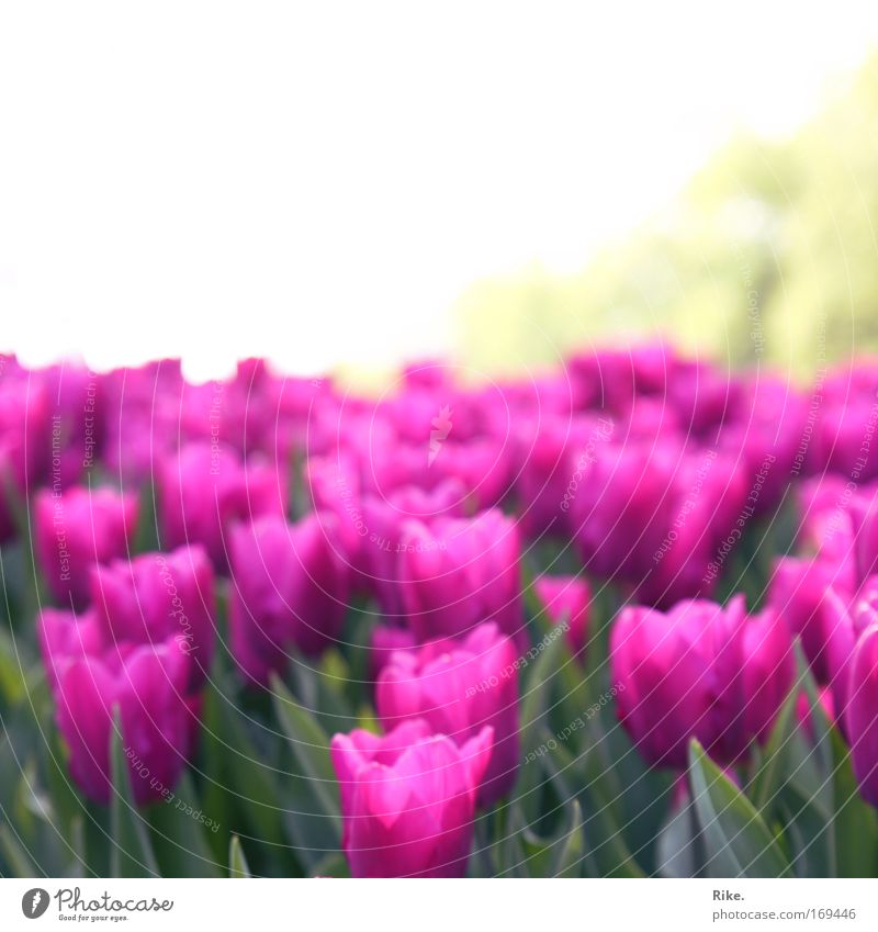 Blumig pinke Weiten. Farbfoto Außenaufnahme Menschenleer Textfreiraum oben Tag Sonnenlicht Zentralperspektive Umwelt Natur Pflanze Himmel Horizont Frühling