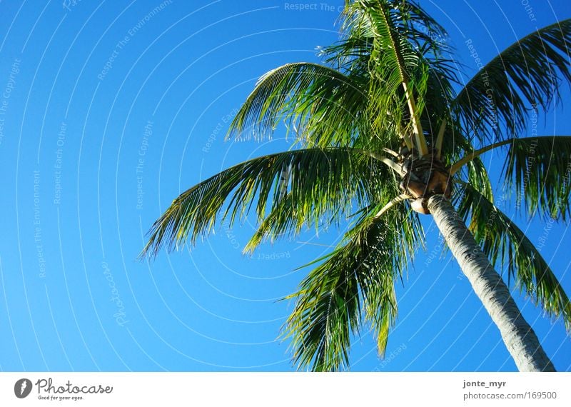 Lazy Day Ferien & Urlaub & Reisen Tourismus Natur Landschaft Pflanze Sommer Schönes Wetter Baum Grünpflanze exotisch Palme Kokosnuss Urwald Meer Golf von Mexico