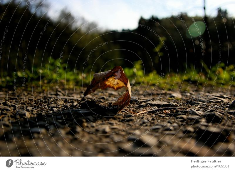 Blatt Farbfoto Außenaufnahme Menschenleer Textfreiraum links Textfreiraum rechts Textfreiraum oben Textfreiraum unten Tag Schatten Kontrast Sonnenlicht