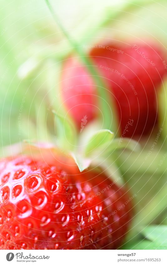 Erntefrisch | letzte Erdbeeren Lebensmittel Frucht Ernährung Bioprodukte Vegetarische Ernährung Sommer Garten Feld Gesundheit glänzend saftig süß grün rot