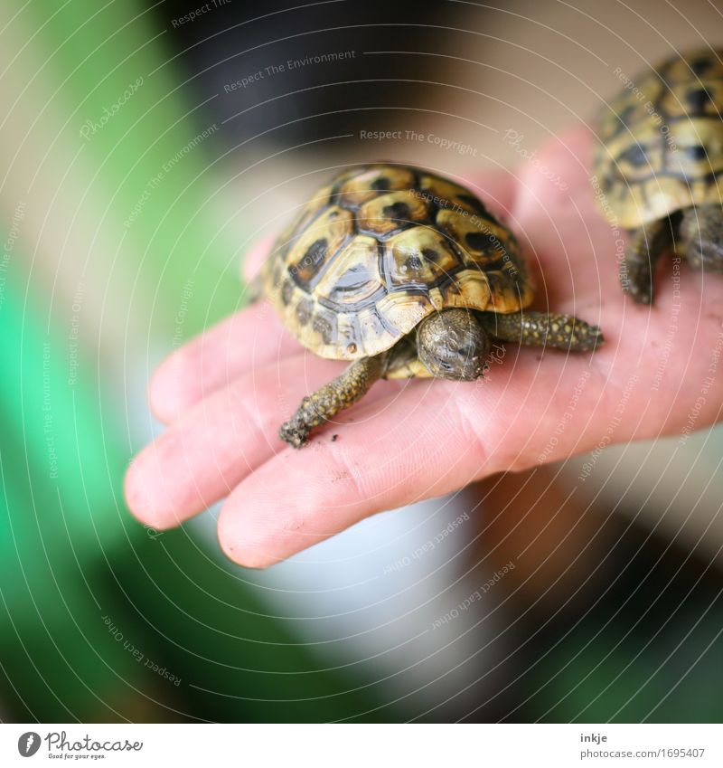 griechische Landschildkrötenkinder Hand Handfläche Tier Haustier Schildkröte Schildkrötenpanzer 1 2 Tierpaar Tierjunges festhalten außergewöhnlich klein Schutz