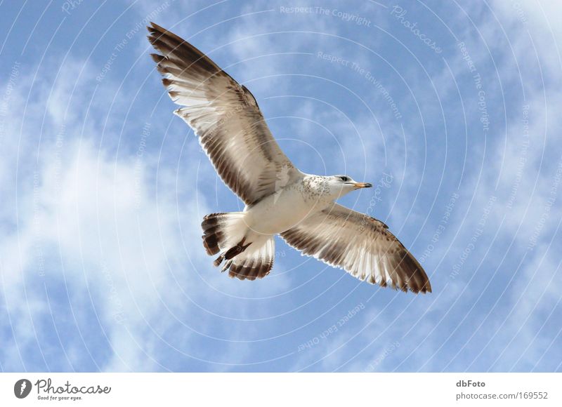 Gleitflug Farbfoto Außenaufnahme Luftaufnahme Tag Tier Wildtier Vogel Möve Florida Segeln 1 fliegen gleiten
