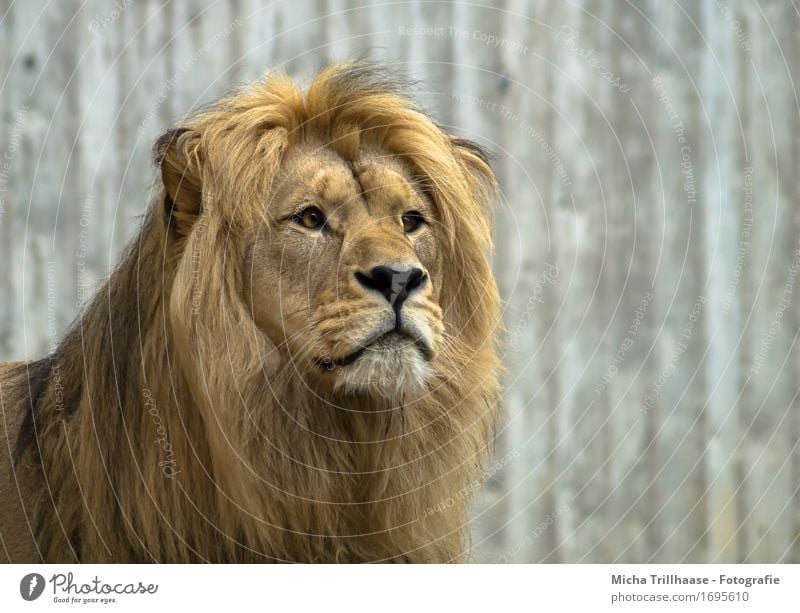 Löwe Porträt exotisch Safari Natur Tier Wildtier Tiergesicht Fell Zoo 1 beobachten fangen Jagd Blick ästhetisch groß nah muskulös Geschwindigkeit stark Kraft