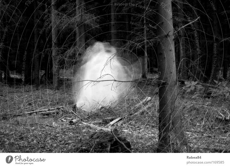 Unheimliche Waldbewohner Ein Lizenzfreies Stock Foto Von Photocase