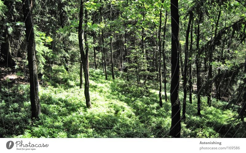 hauptsächlich grün Umwelt Natur Landschaft Pflanze Sommer Wetter Schönes Wetter Baum Sträucher Grünpflanze Wald Wachstum schwarz ruhig Baumstamm Blatt Waldboden
