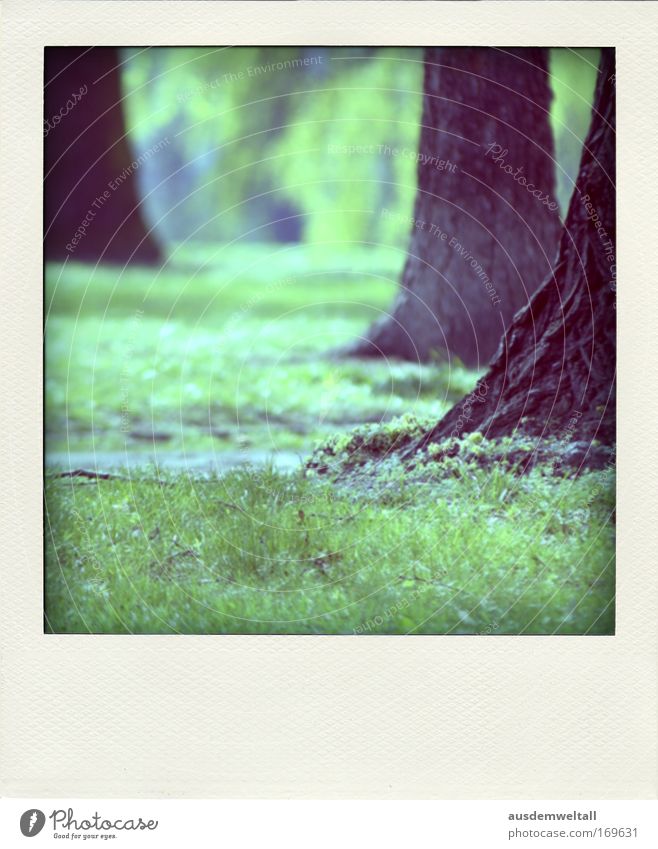 Park Farbfoto mehrfarbig Außenaufnahme Nahaufnahme Polaroid Menschenleer Tag Umwelt Natur Landschaft Frühling Schönes Wetter Pflanze Baum Gras Wiese Wald Duft