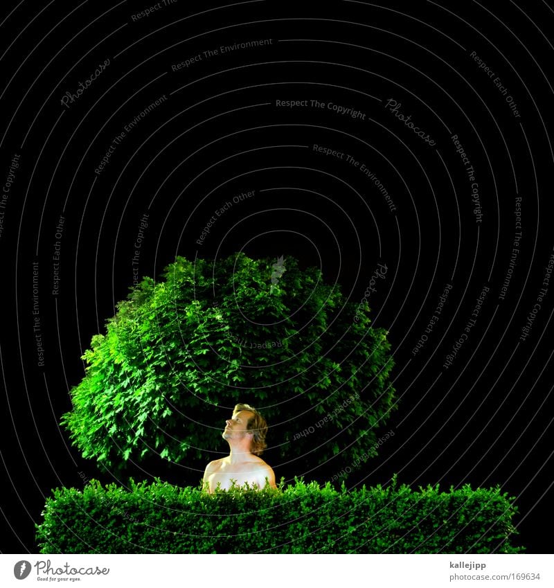 baumkrone Mensch Mann nackt Park Garten Hecke Sträucher Baum Nacht Versteck grün schwarz Blick Show beobachten Blatt ökologisch Bioprodukte