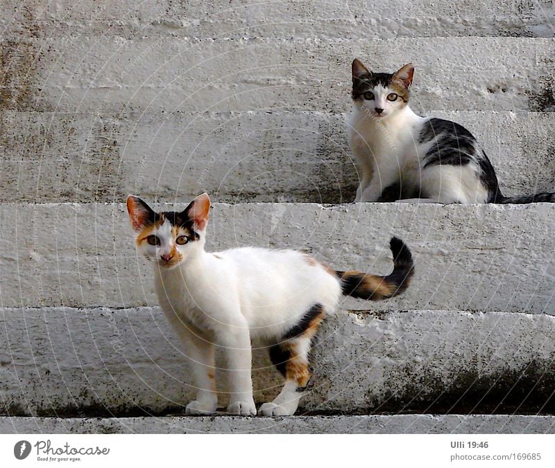 Mai–Elke & Pfingst–Rosi. Oben & Unten. Dutzi & Wutzi. Oder & So. Sommer Treppe Katze 2 Tier Tierpaar Tierjunges beobachten Blick stehen warten schön kuschlig