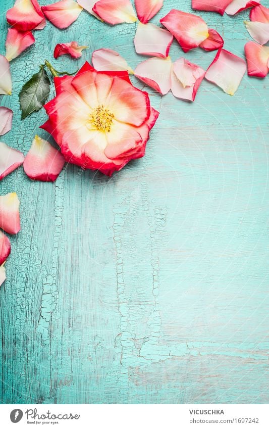 Rose mit Blütenblätter auf blau türkis Shabby Chic Hintergrund Stil Design Sommer Feste & Feiern Valentinstag Muttertag Hochzeit Geburtstag Natur Pflanze Blume