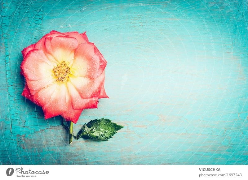 Rosa Blume auf türkis Shabby Chic Hintergrund Stil Design Sommer Dekoration & Verzierung Feste & Feiern Valentinstag Muttertag Hochzeit Geburtstag Pflanze Rose