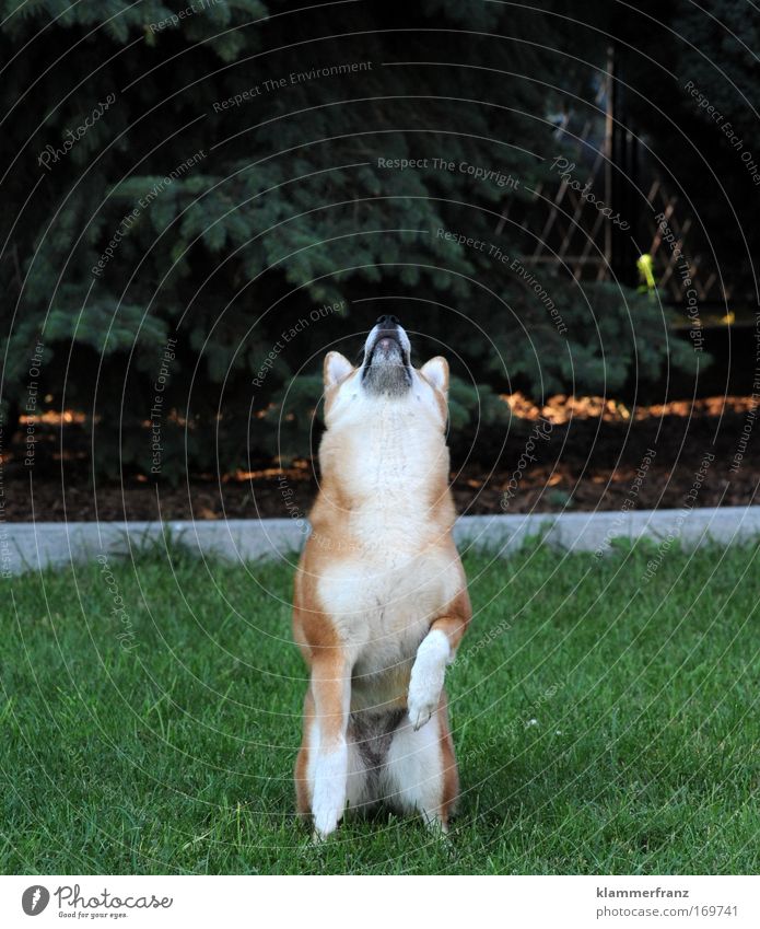 Alles Gute kommt von Oben Farbfoto Außenaufnahme Tierporträt Blick nach oben Freude Glück Baum Gras weißhaarig Haustier Hund 1 Bewegung fallen fangen Jagd