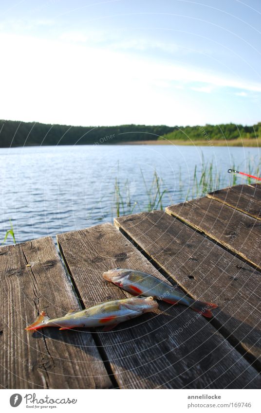 gelandet und abgehakt Farbfoto Außenaufnahme Textfreiraum oben Abend Gegenlicht Lebensmittel Fleisch Fisch Bioprodukte Sushi Angeln Sommerurlaub Landschaft
