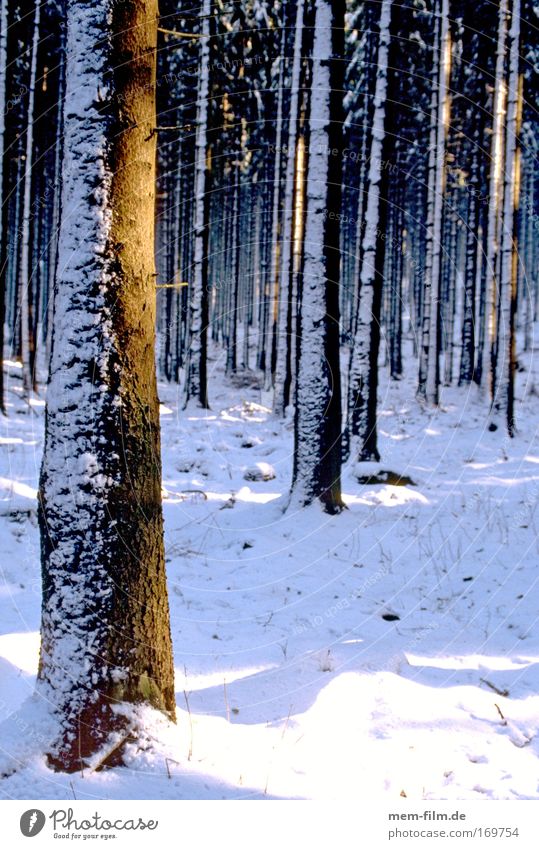 abkühlung Wald Winter Sonnenstrahlen Baumstamm Schnee neuschee Tanne Strahlung Waldboden Baumrinde Jahreszeiten kalt