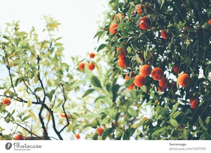 el sur Natur lecker Orange Orangenbaum Orangenhain Süden Barcelona Spanien südländisch Wärme schön saftig dunkelgrün Frucht Plantage Baum Zweige u. Äste Blatt