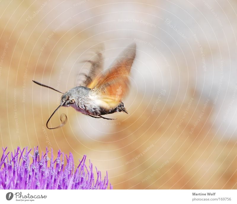Rüsseltier Umwelt Natur Tier Wildtier Flügel Taubenschwänzchen Schmetterling karpfenschwanz schwärmer 1 Blühend fliegen braun grau violett fleißig Blume Blüte