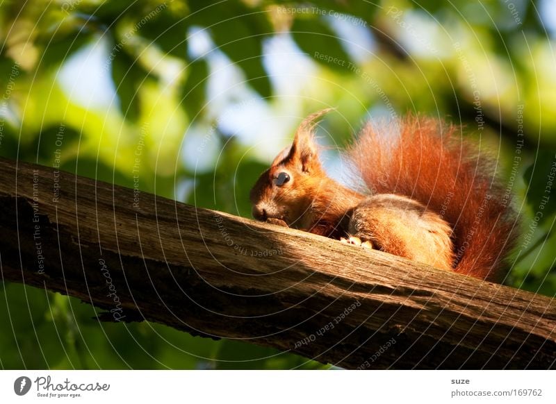 Das Letzte dieser Art Umwelt Natur Landschaft Pflanze Tier Baum Garten Park Wildtier Eichhörnchen Nagetiere 1 beobachten entdecken Fressen sitzen kuschlig