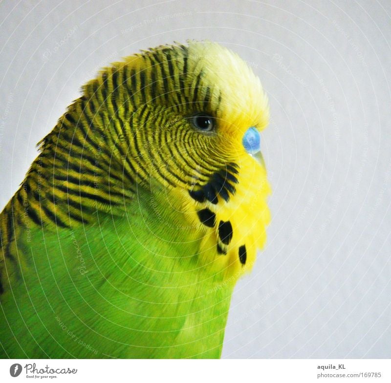 Profi-Model Farbfoto mehrfarbig Innenaufnahme Blick Blick in die Kamera Tier Haustier Wildtier Vogel Tiergesicht Flügel Zoo 1 Fröhlichkeit Zufriedenheit