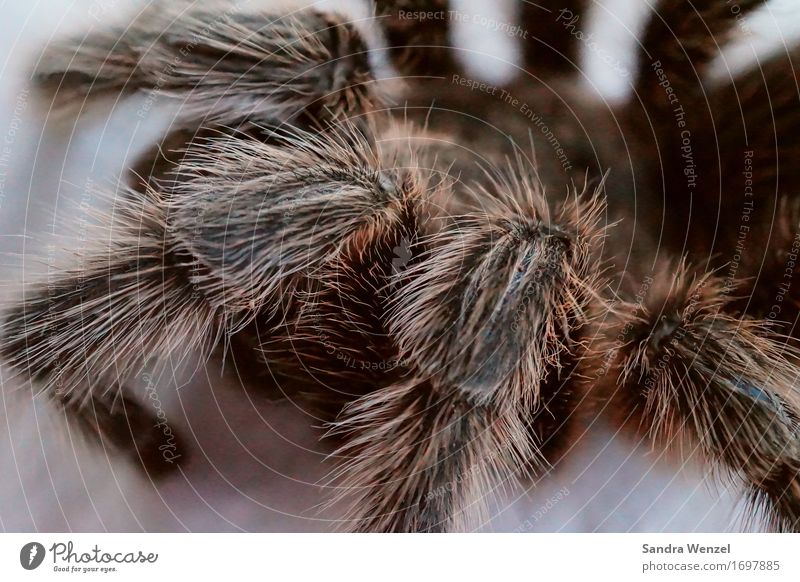 Lotte Spinne 1 Tier Natur Vogelspinne Tarantel Haare & Frisuren Insekt Insektenschutz beißen Froschperspektive Tierporträt Halbprofil