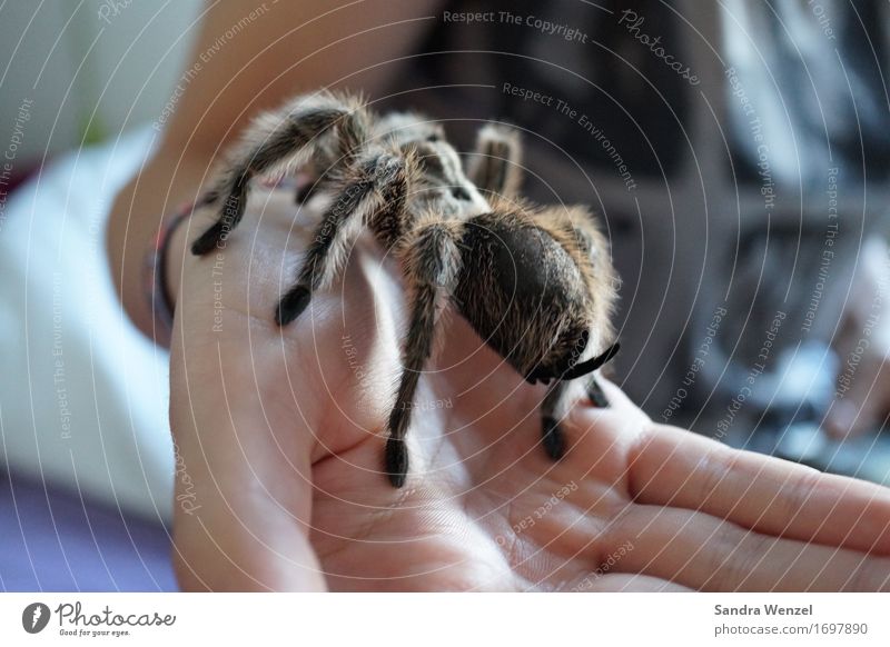 Spider 4 Stoppel kurzhaarig Fell Bewegung entdecken festhalten Fressen hocken Ekel krabbeln Spinne Spinnenbeine Insekt Urwald Australien Afrika Klimawandel
