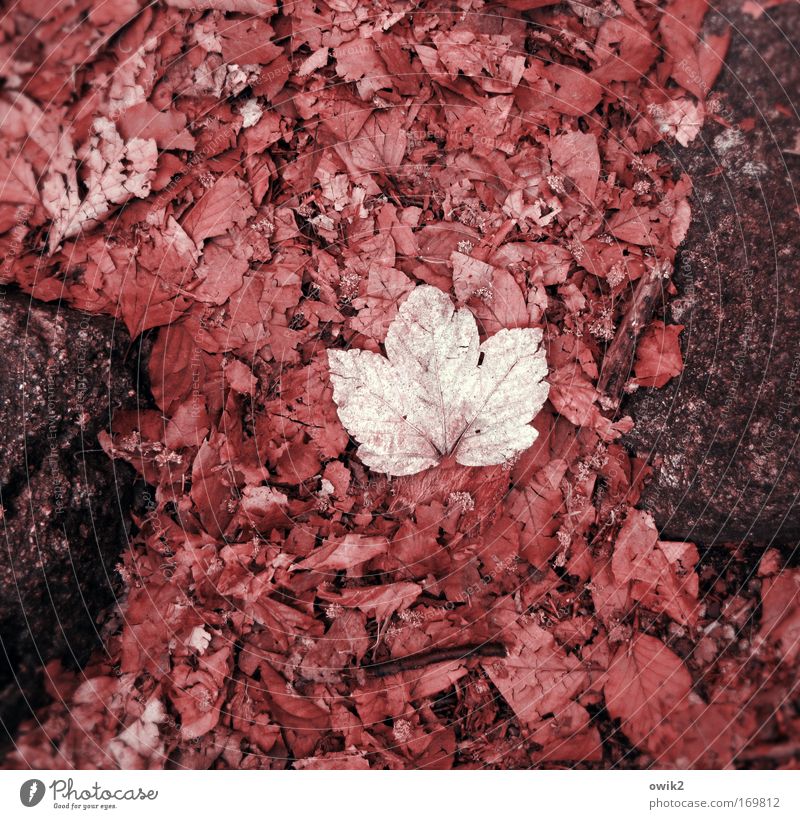 Demut Umwelt Natur Pflanze Erde Herbst Blatt Stein Zeichen Unikat liegen dehydrieren warten trist trocken unten rosa rot Gefühle bescheiden zurückhalten sparsam