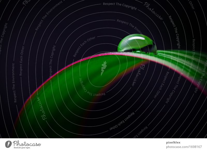 Wasserperle Erholung ruhig Spa Garten Natur Pflanze Wassertropfen Regen Blatt Grünpflanze Wildpflanze exotisch Tropfen ästhetisch Flüssigkeit frisch Gesundheit