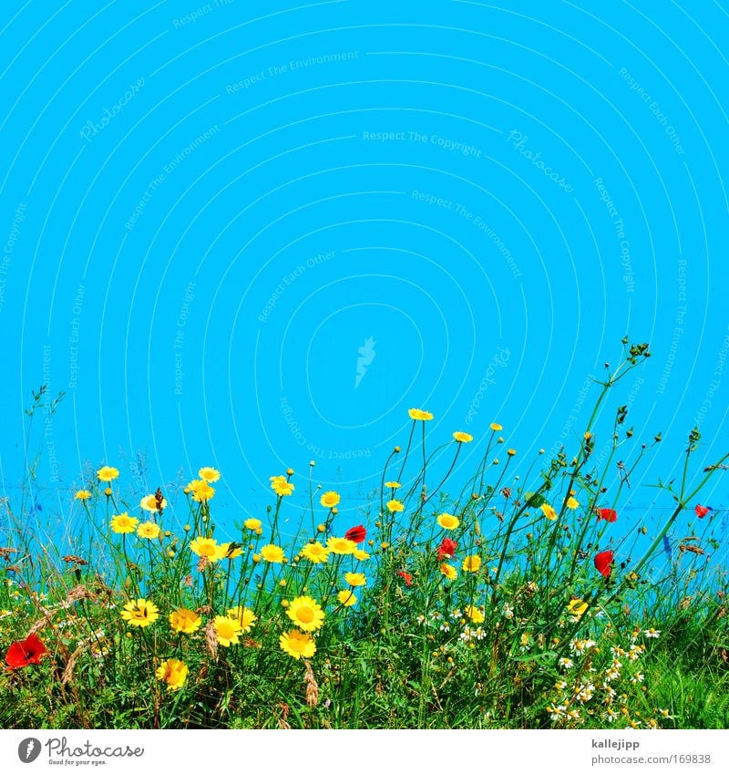 eine blaue wand macht noch keinen sommer Farbfoto mehrfarbig Außenaufnahme Tag Kontrast Sonnenlicht Umwelt Natur Landschaft Pflanze Tier Luft Himmel Klima