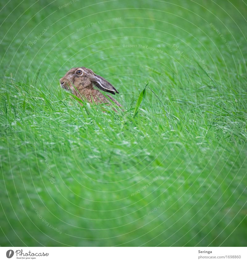 Grashüpfer mit langen Ohren Natur Landschaft Pflanze Tier Park Wiese Feld Wald Tiergesicht Fell Krallen Pfote 1 Fressen füttern hocken Hase & Kaninchen