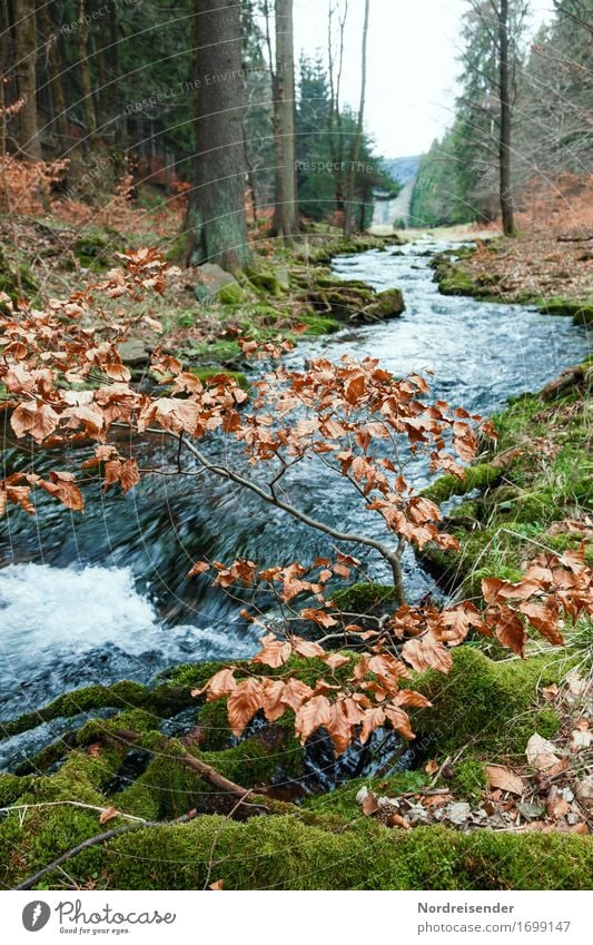 Thüringer Wald Ausflug wandern Natur Landschaft Urelemente Wasser Herbst Regen Baum Moos Bach Fluss nachhaltig natürlich ruhig rein Gebirgsfluß Thüringen