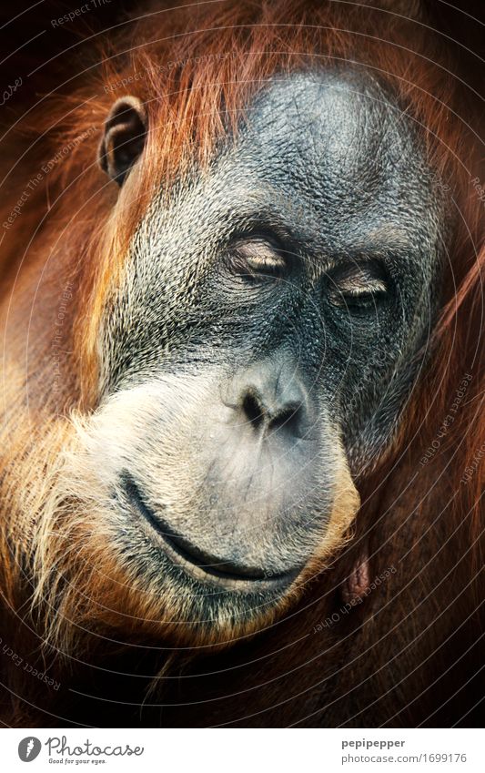 menschlich Zoo Gesicht Auge Nase Mund Lippen Tier Wildtier Tiergesicht Fell Affen Orang-Utan 1 Denken träumen außergewöhnlich braun Gefühle Stimmung Traurigkeit