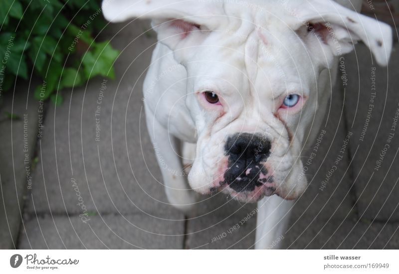 Albino Farbfoto Außenaufnahme Textfreiraum links Tag Tierporträt Blick Blick in die Kamera Haustier Hund füttern Aggression bedrohlich Coolness Freundlichkeit