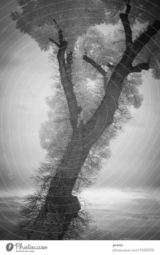 B. Umwelt Natur Landschaft Pflanze Sommer Baum Blatt Seeufer dunkel grau schwarz weiß Infrarotaufnahme Zweige u. Äste Schwarzweißfoto Außenaufnahme Experiment