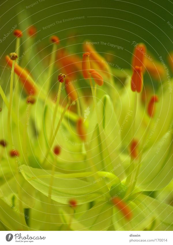 terrestial life #2 Farbfoto Detailaufnahme Makroaufnahme Menschenleer Textfreiraum oben Schwache Tiefenschärfe Umwelt Natur Pflanze Blume Blüte exotisch Park