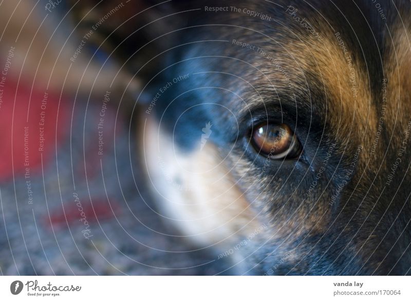 Treuer Blick Farbfoto mehrfarbig Menschenleer Textfreiraum links Unschärfe Schwache Tiefenschärfe Tierporträt Blick in die Kamera Haare & Frisuren Haustier Hund