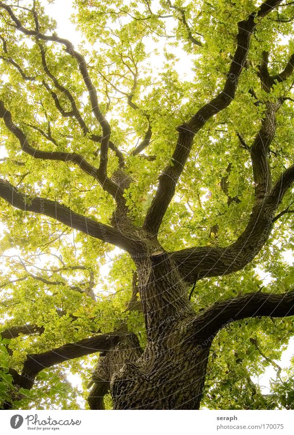 Alte Eiche oak antik Atmosphäre bark Ast verzweigt Geäst canopy crown of tree crust filigree flora Blatt Wald grün Wachstum Blätterdach Leben Vernetzung stem