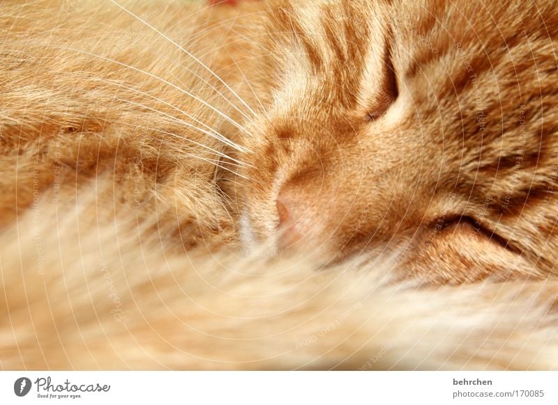 der glückliche Farbfoto Tierporträt Glück Zufriedenheit Fell Haustier Katze Tiergesicht genießen schlafen kuschlig weich Vertrauen Sicherheit Schutz Tierliebe