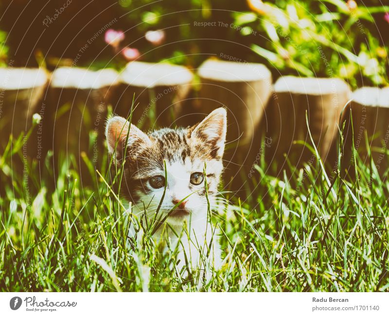 Baby-Katze, die im Gras spielt Umwelt Pflanze Tier Sonnenlicht Sommer Haustier Tiergesicht 1 Tierjunges beobachten entdecken genießen Blick Spielen