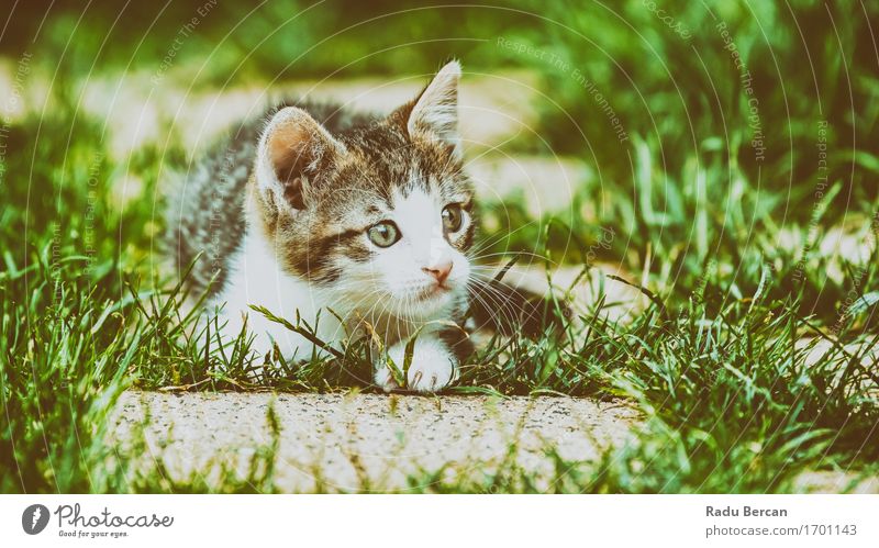 Baby-Katze, die im Gras spielt Natur Tier Haustier Tiergesicht 1 Tierjunges beobachten liegen Blick Spielen Freundlichkeit Fröhlichkeit Glück schön lustig