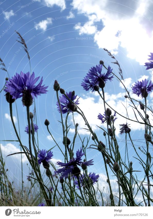 Blüten und Knospen von Kornblumen vor blauem Himmel mit Wolken Farbfoto mehrfarbig Außenaufnahme Nahaufnahme Menschenleer Textfreiraum oben Tag Schatten