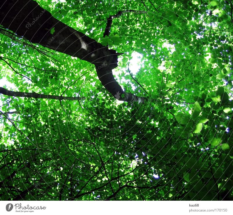 Naturdach Blatt Wald grün Wachstum Blätterdach Leben Vernetzung Baum Baumkrone Pflanze Perspektive Nadelwald Laubwald Waldwiese Paradies Waldlichtung ruhig
