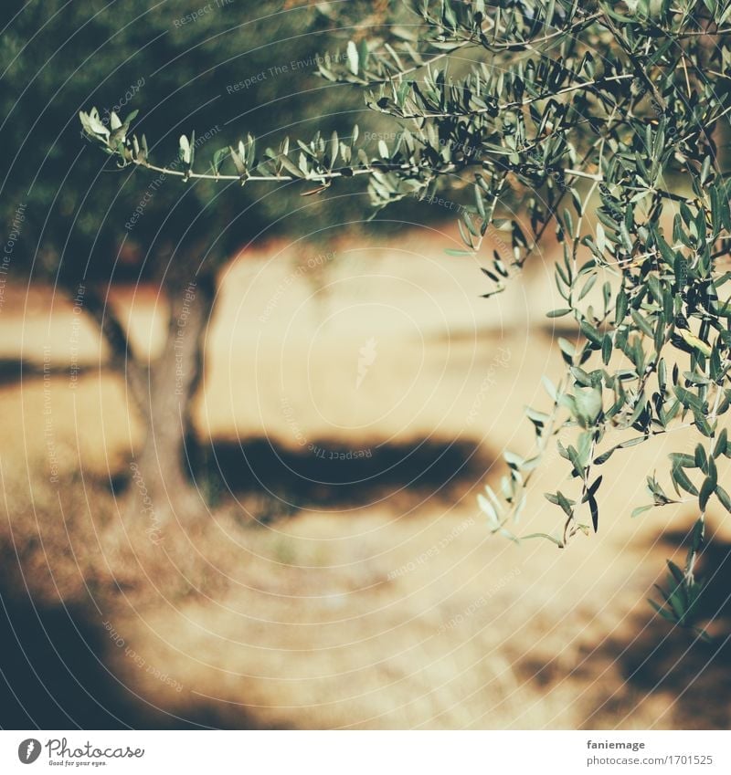 Olivenhain Natur heiß hell Provence Olivenbaum Quadrat Schwache Tiefenschärfe Olivenblatt Wärme Südfrankreich Südfrüchte Frankreich Süden Sonnenstrahlen Sommer